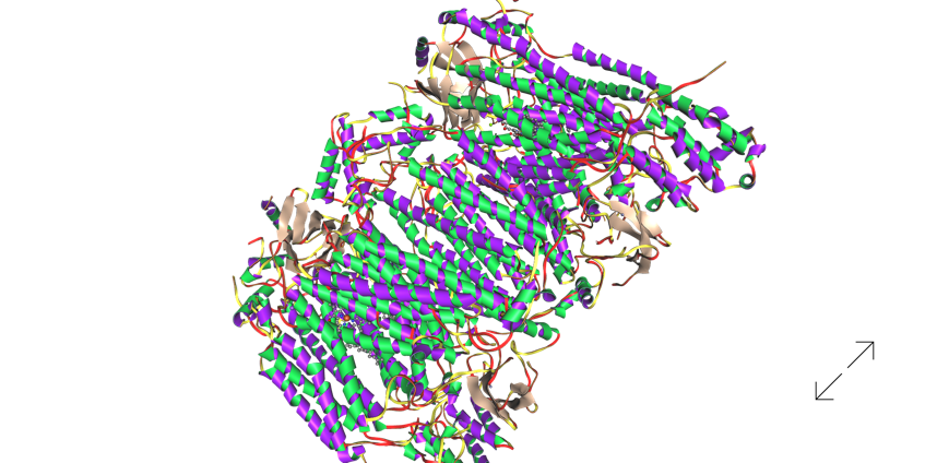 cytochrome c oxidase